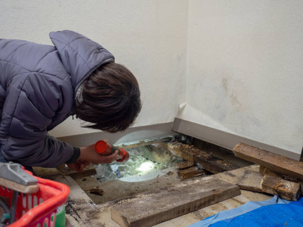 Trion, GA Mold Removal Company