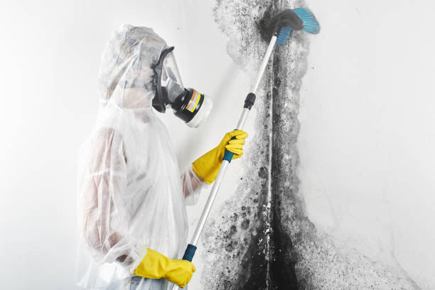 Best Black Mold Removal  in Trion, GA